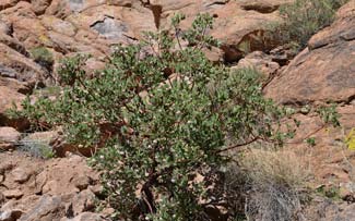 Arctostaphylos pungens, Pointleaf Manzanita, Southwest Desert Flora
